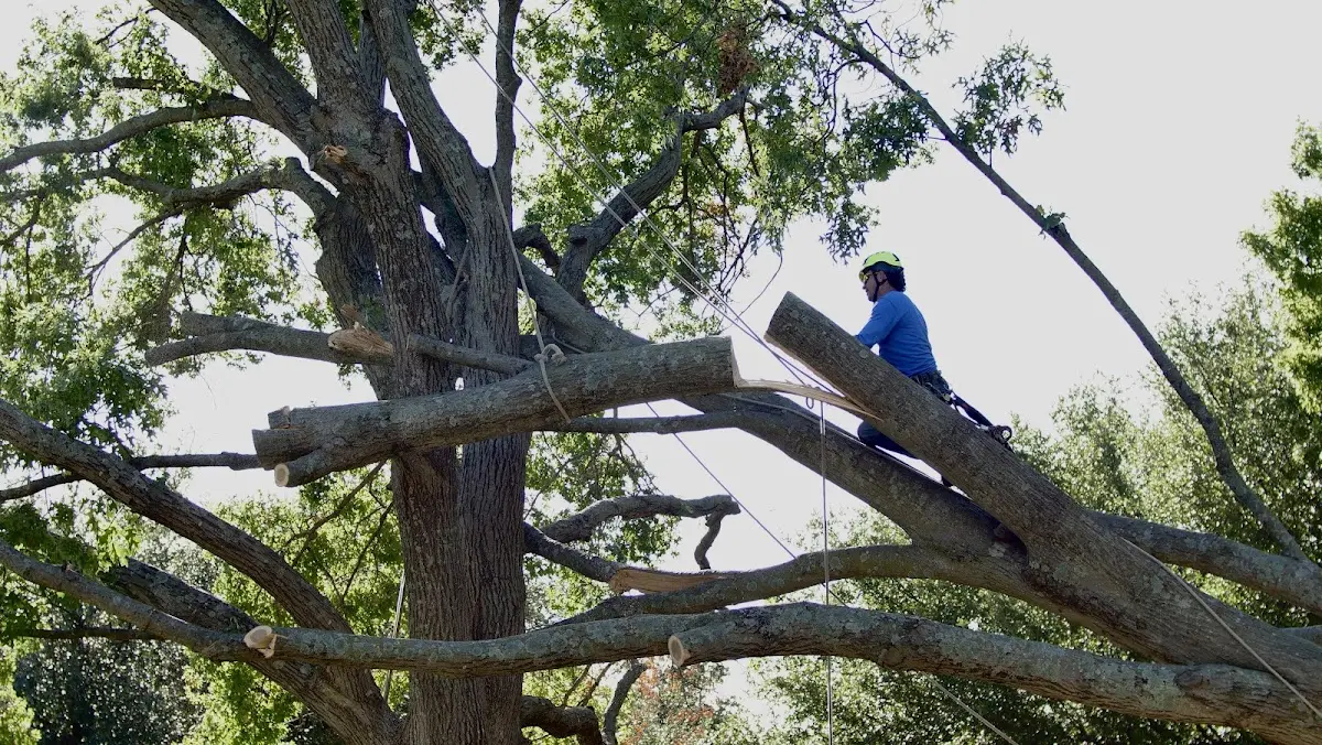 Professional Hazardous Tree Removal performed by certified arborists in Morris