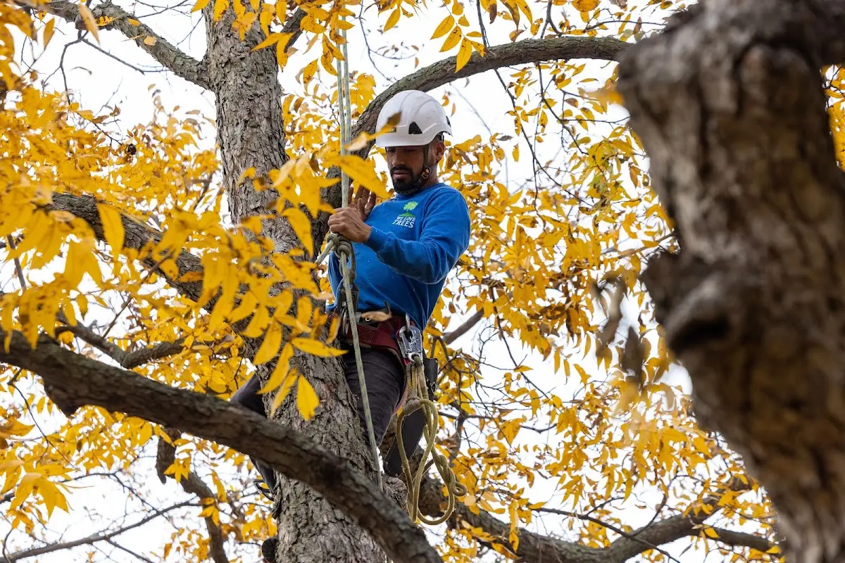 Skilled Tree Transplanting crew working in Morris